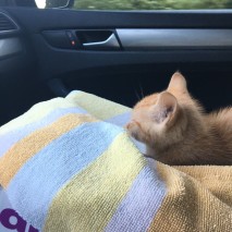 Road trip with a kitten
