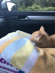 roadtrip kitten
